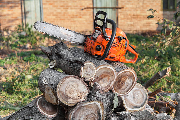 Best Arborist Services Near Me  in Meadows Place, TX